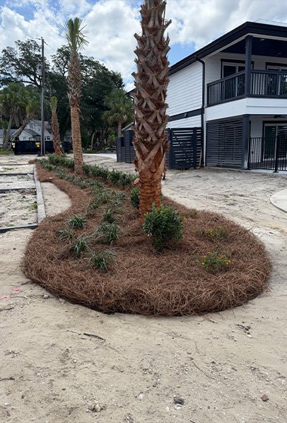 Premium Pine Needle Application
