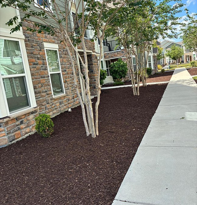 Commercial landscape pine straw job