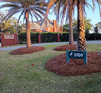 Residential Pine Needle Mulching